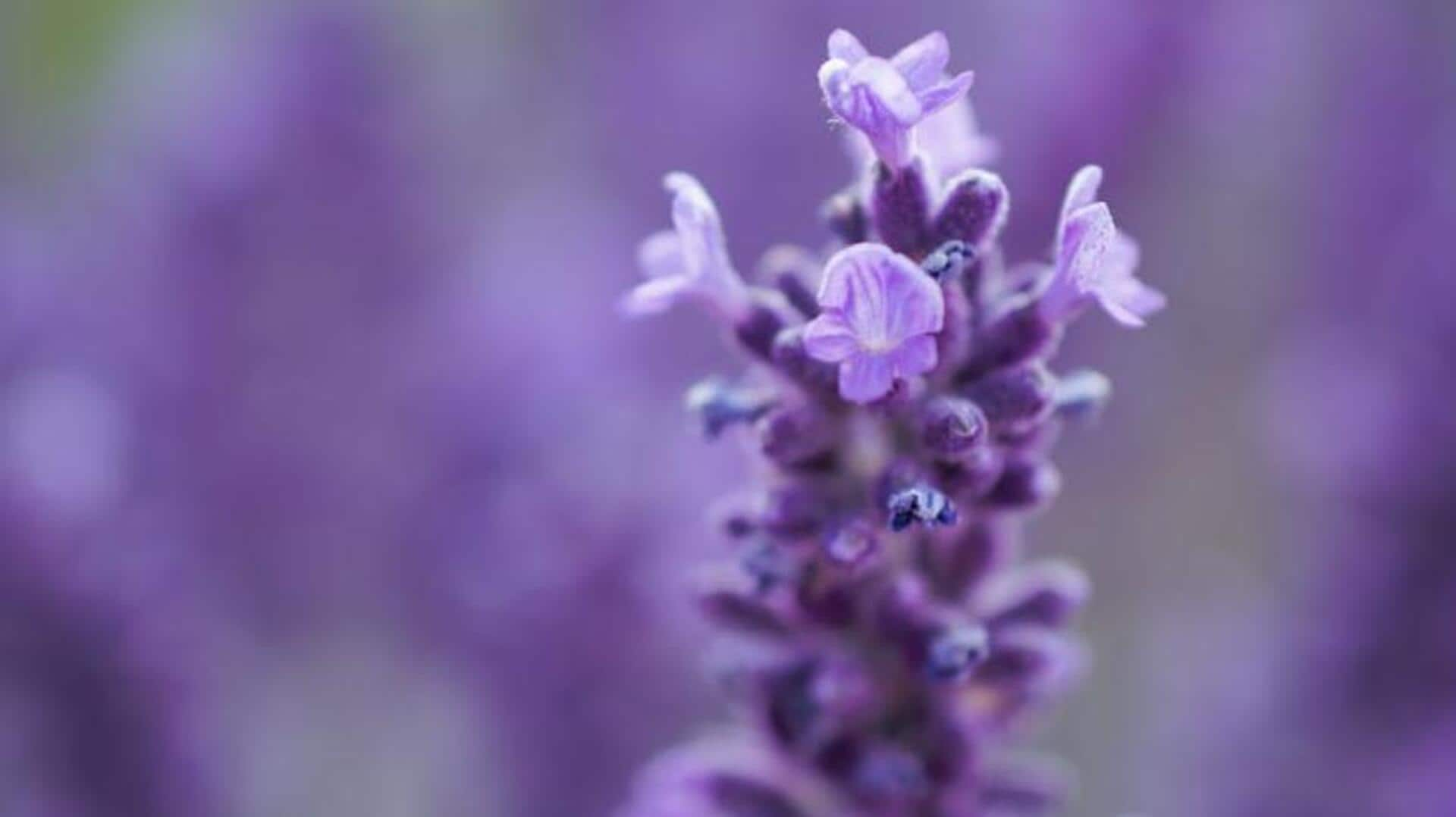 Cultivating lush lavender: 5 essential care insights