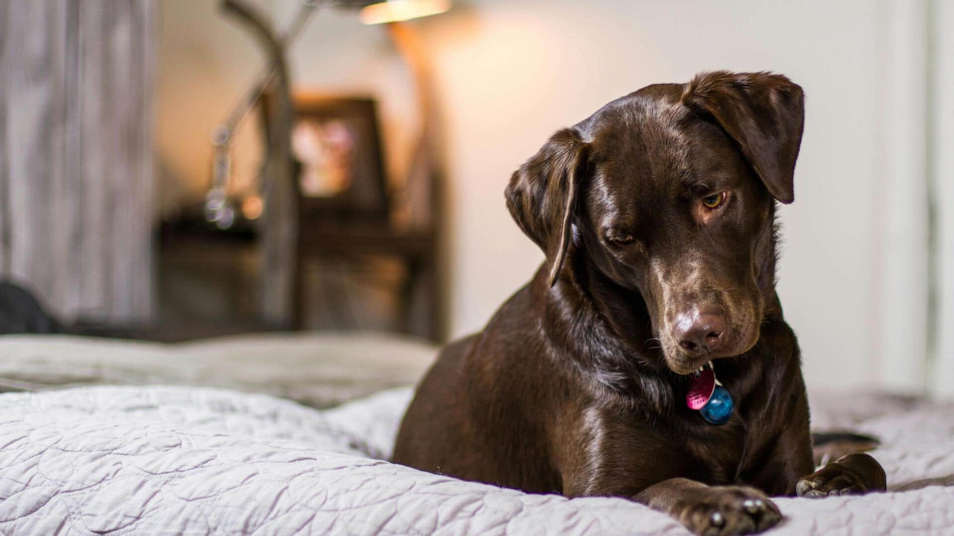 How to keep your dog's bed clean, cozy, and odor-free