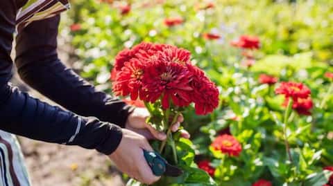 How to keep cut flowers fresh for longer