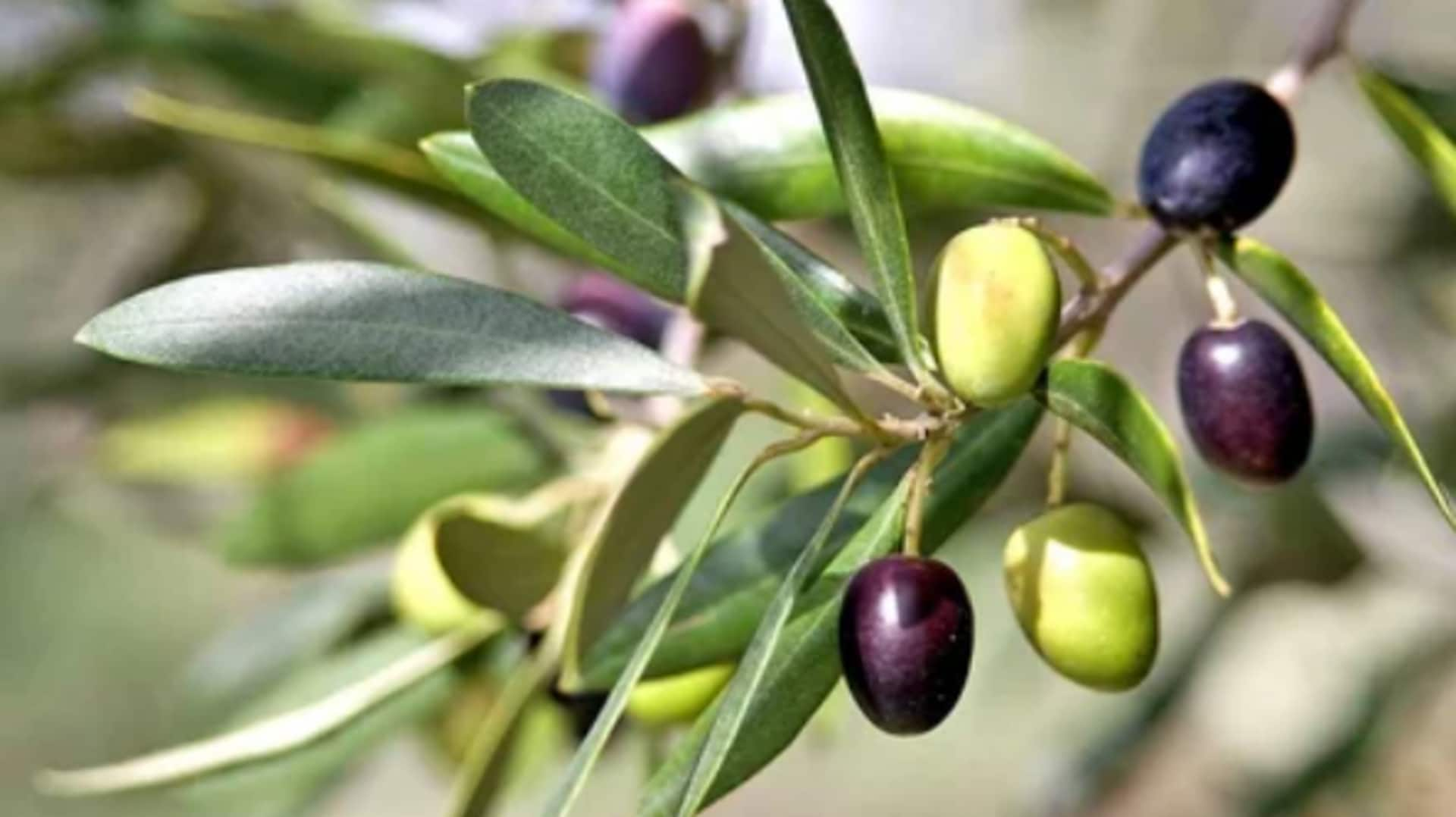 Tips for growing healthy olive trees at home