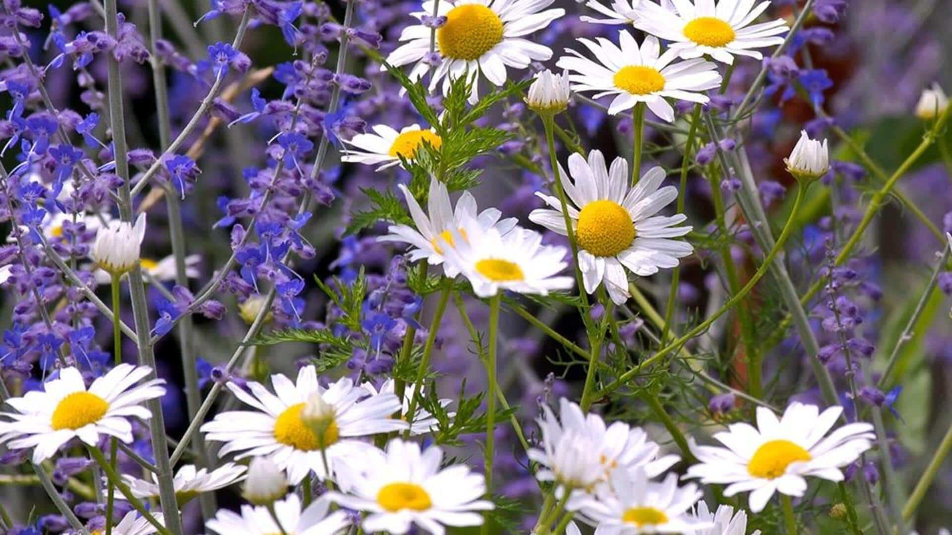 Did you know? These herbs can help you combat anxiety Did you know? These herbs can help you combat anxiety