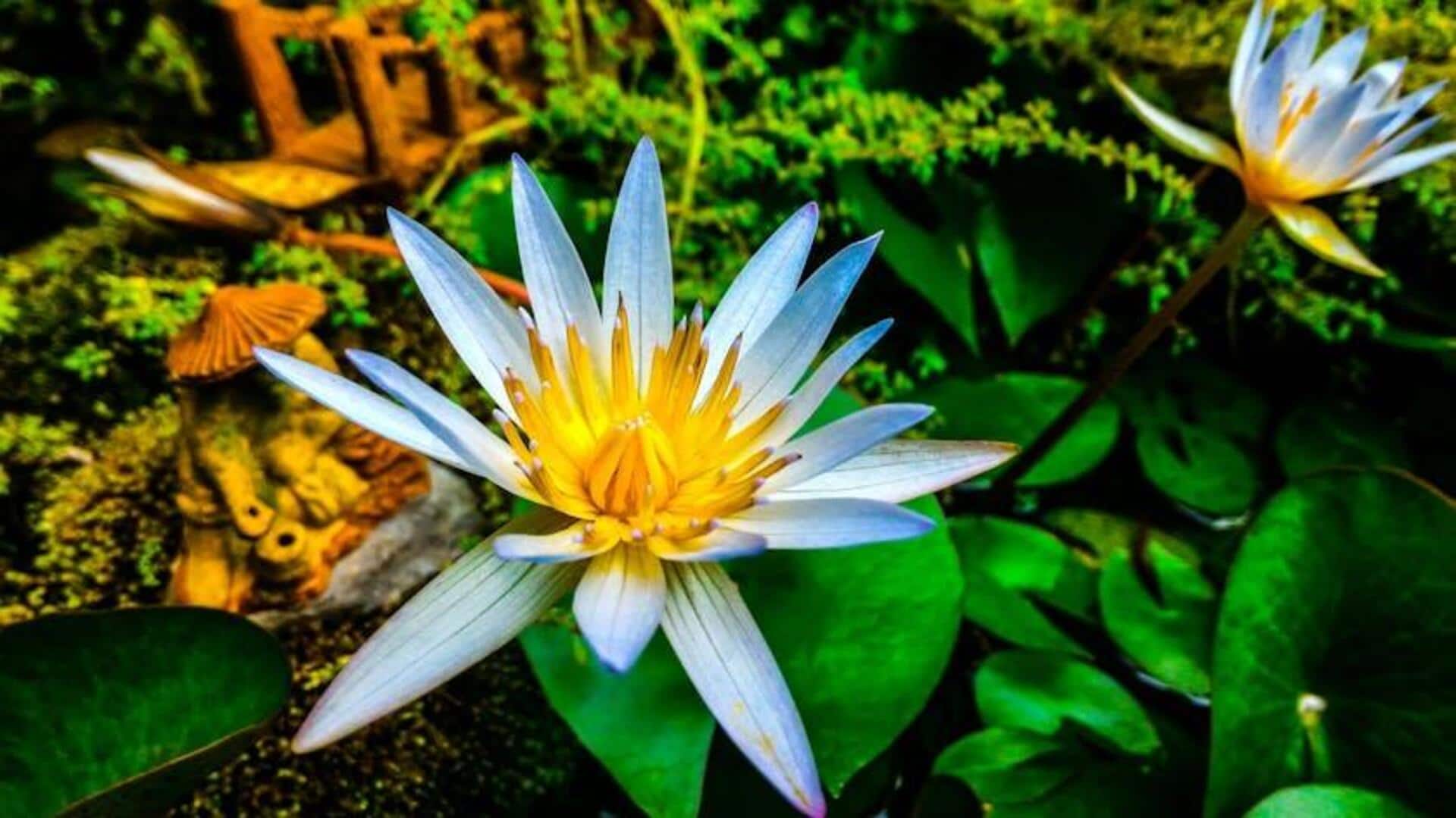 5 interesting facts about Japanese Zen gardens 5 interesting facts about Japanese Zen gardens