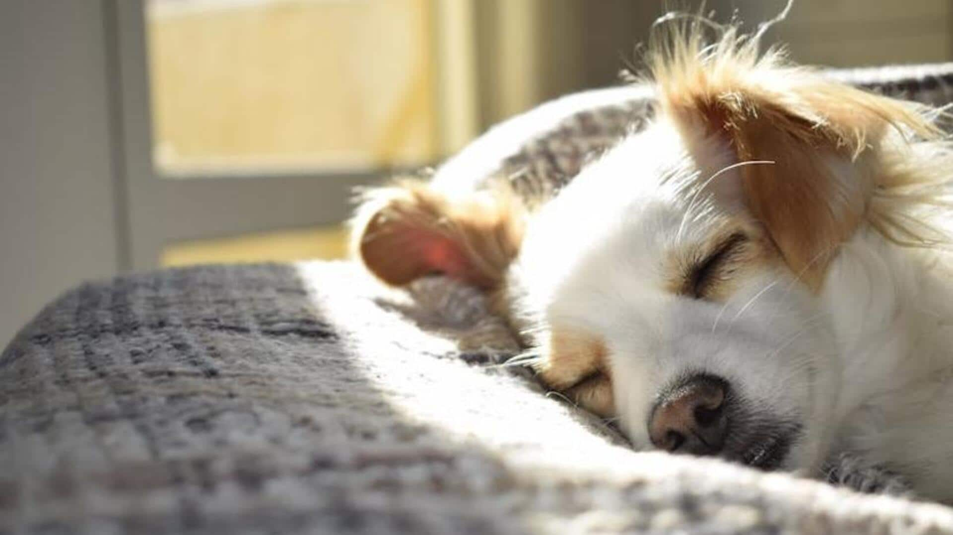 Try these homemade herbal remedies for your dog's fur health