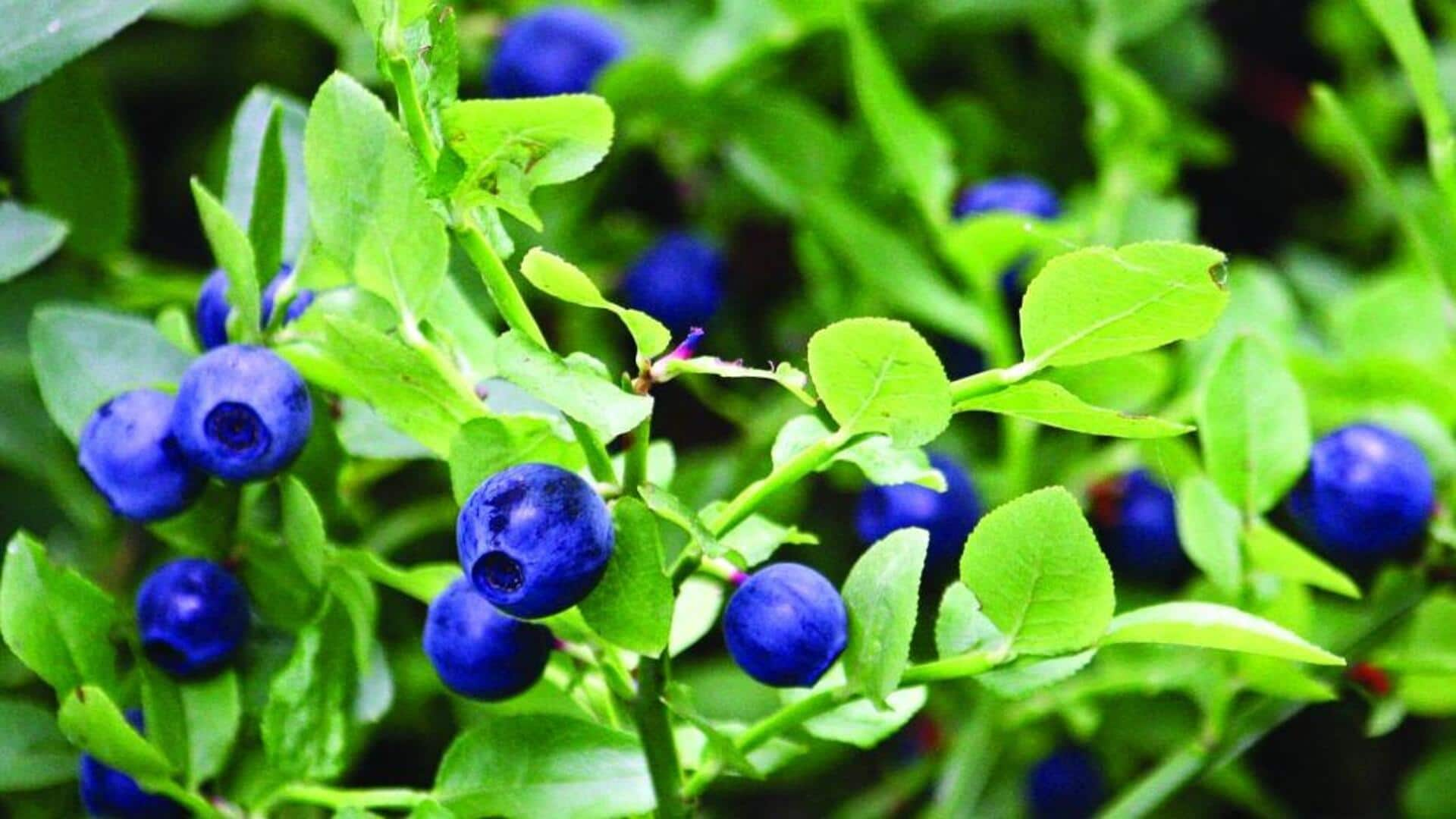 Give your skin a glow-up with bilberry seed oil