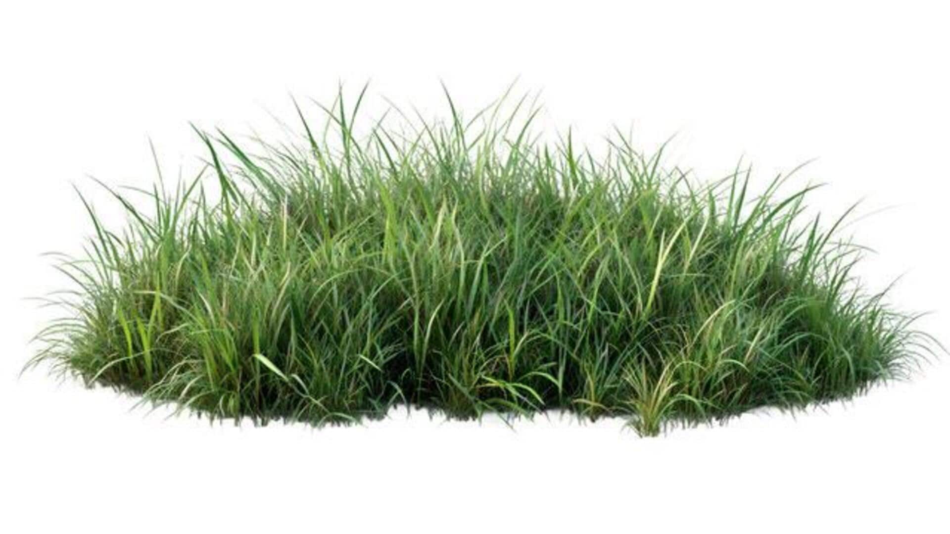 Why you should know about teff grass shoots