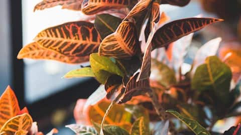 Green thumb guide: Caring for croton plants