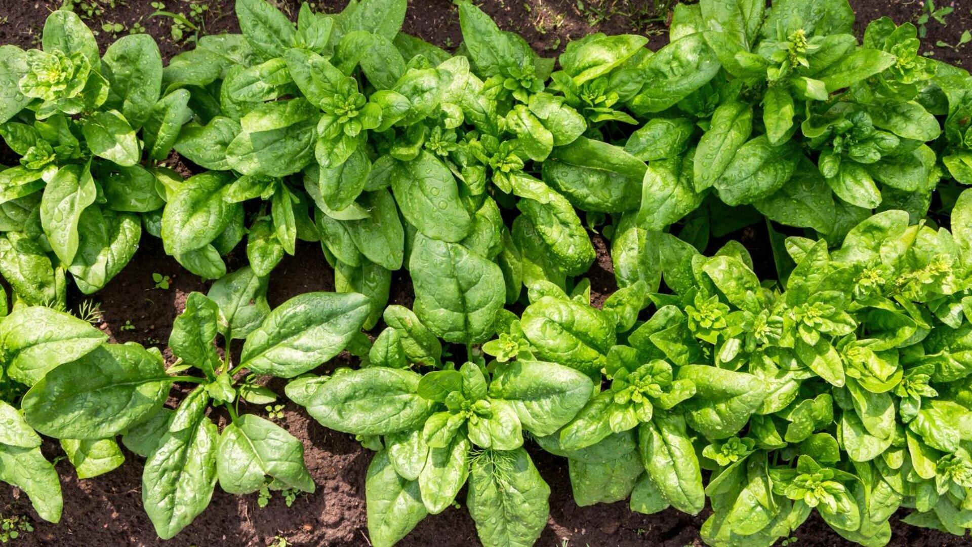 Sprightly spinach: 5 leafy green cultivation tips