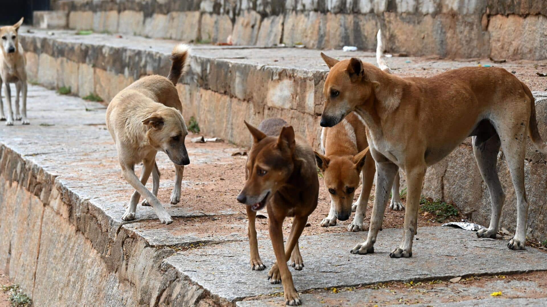 'Dogs can smear fear, even your dog will attack': SC 