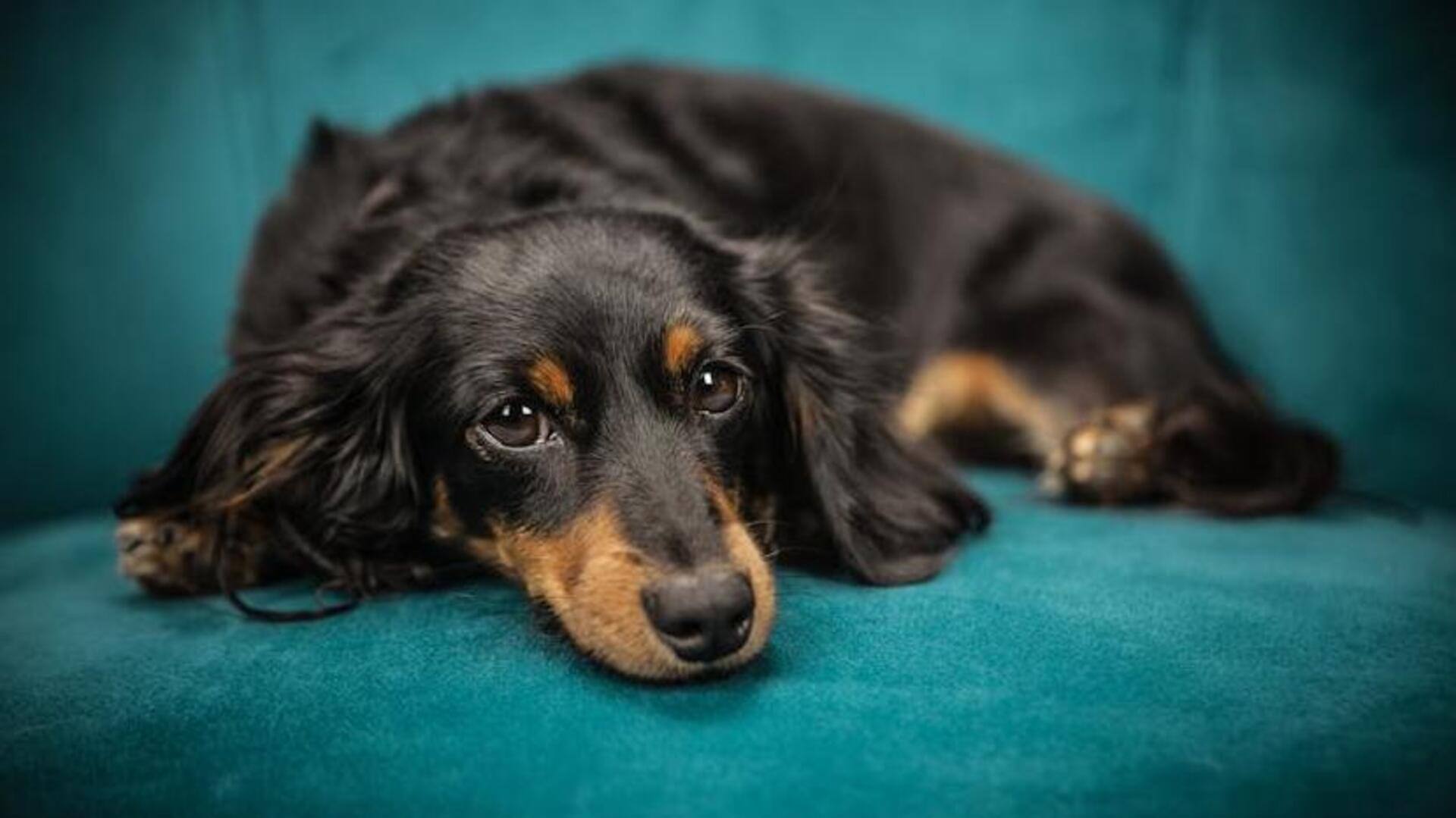 Take note of Dachshund's spinal care essentials