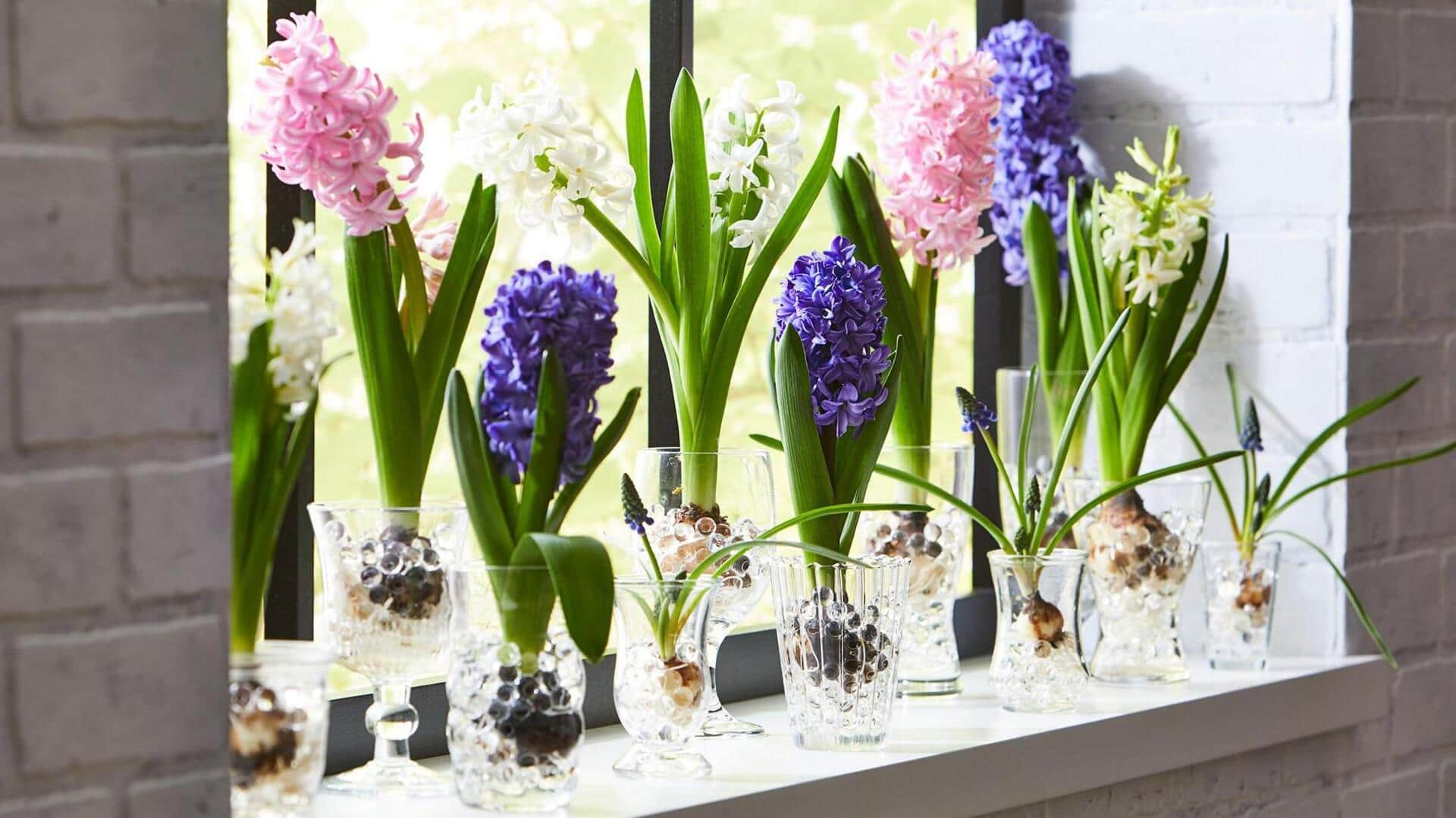 Planting hyacinth bulbs in glass jars