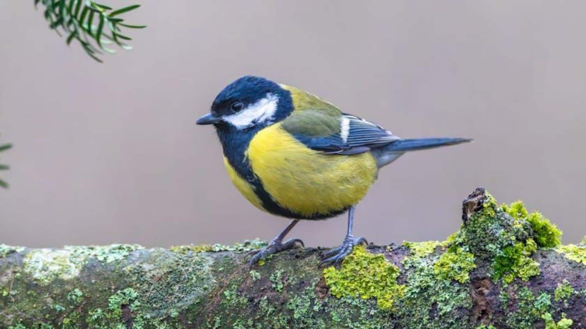 A guide to birdwatching in the unique Sky islands 