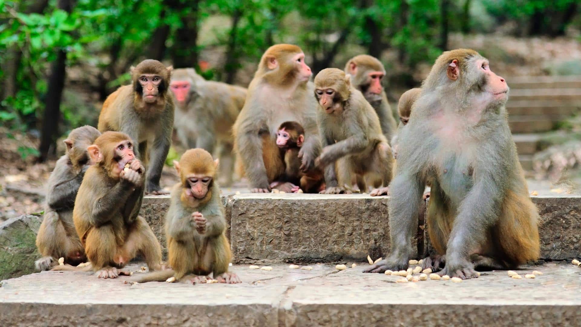 Monkey Day 2022: 5 interesting facts about our cousins