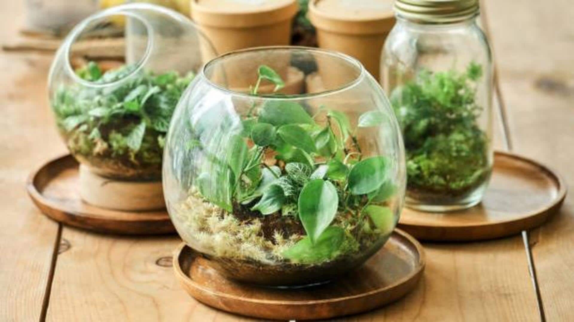 How to create a plant terrarium at home How to create a plant terrarium at home