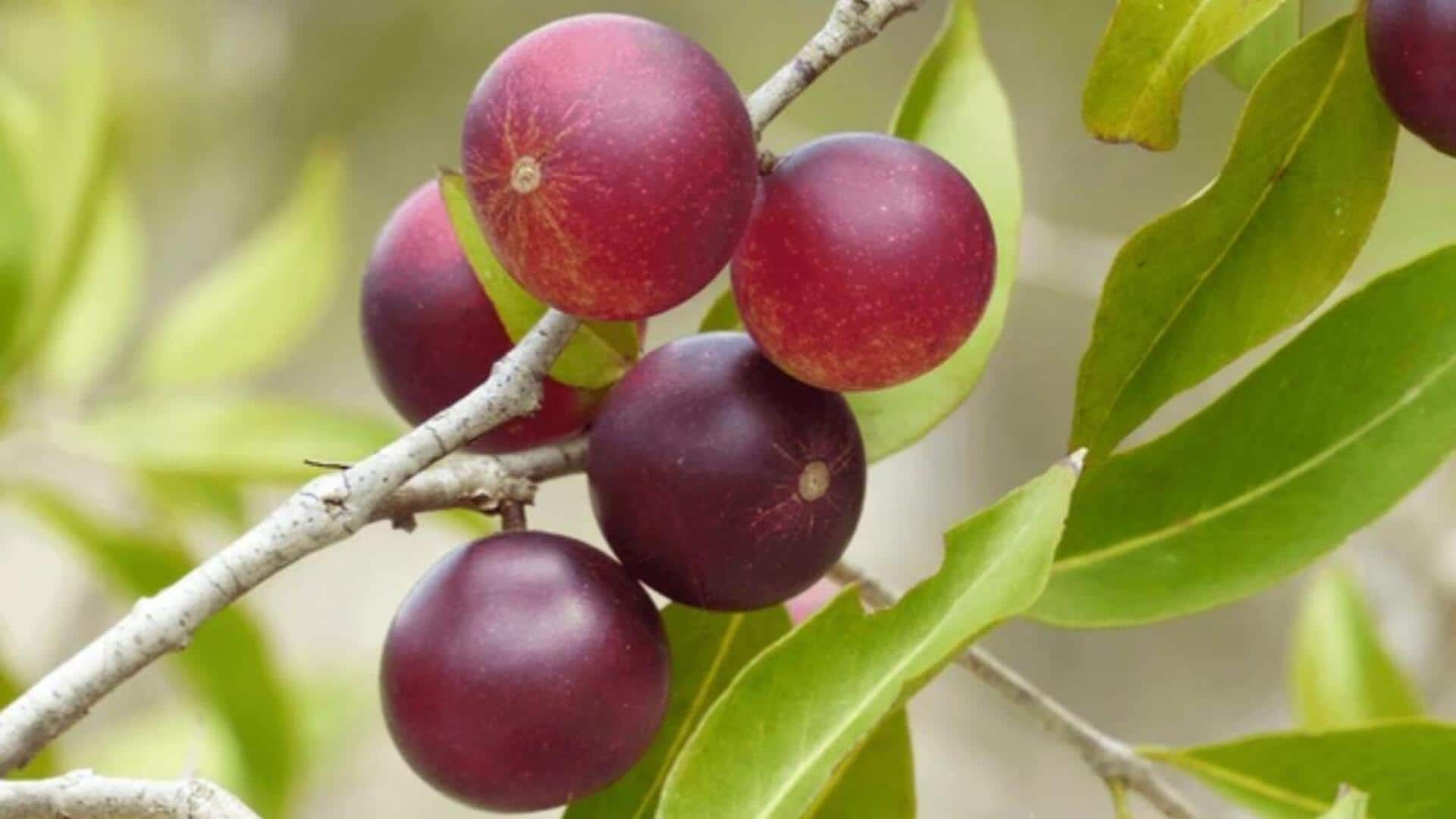 Eating camu camu daily can do this to your body! Eating camu camu daily can do this to your body!
