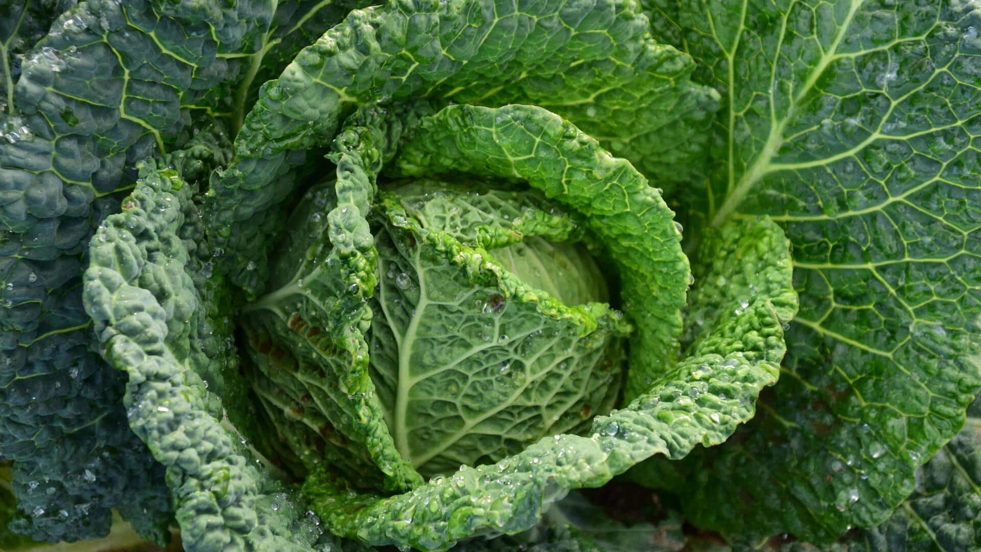 The surprising journey of cabbage across continents