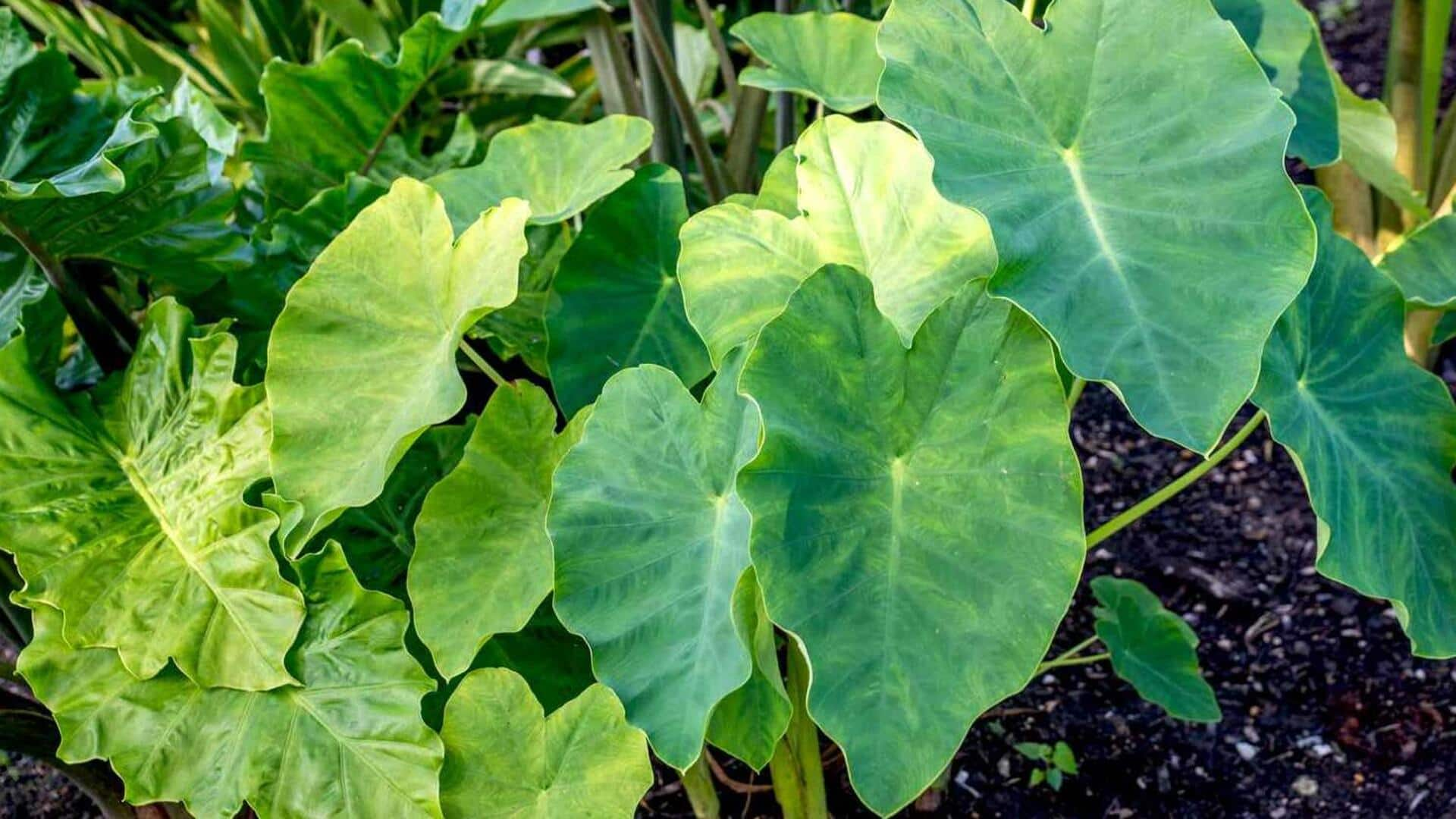 Elevating elephant ears plant: Size maximizing tips