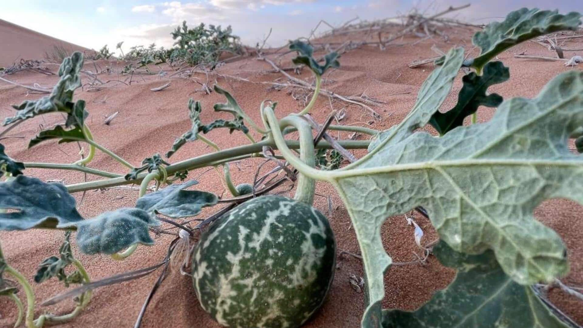 In mood for unusual breakfast? Try these colocynth-based dishes