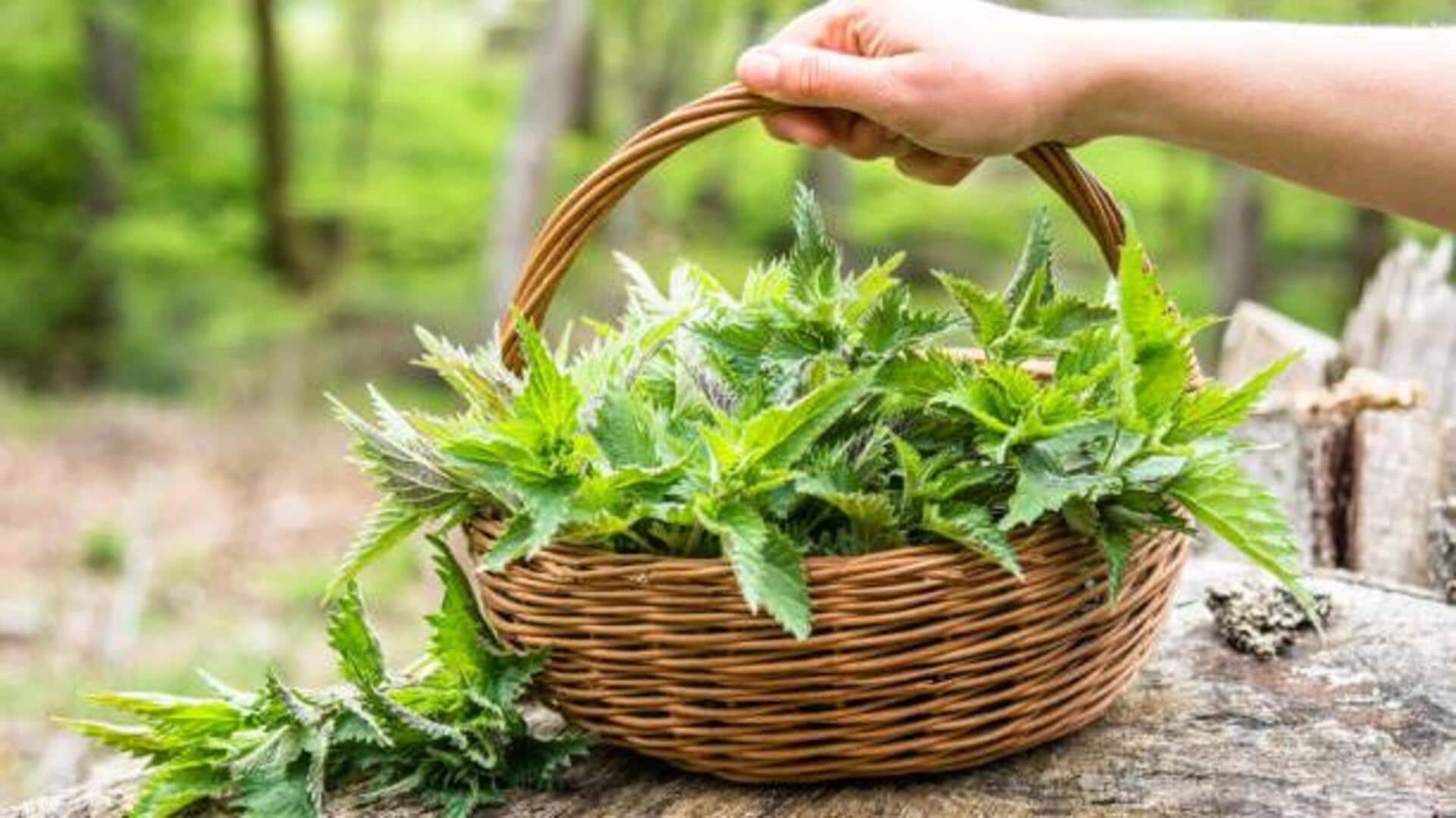 False nettle: A herbal remedy worth knowing