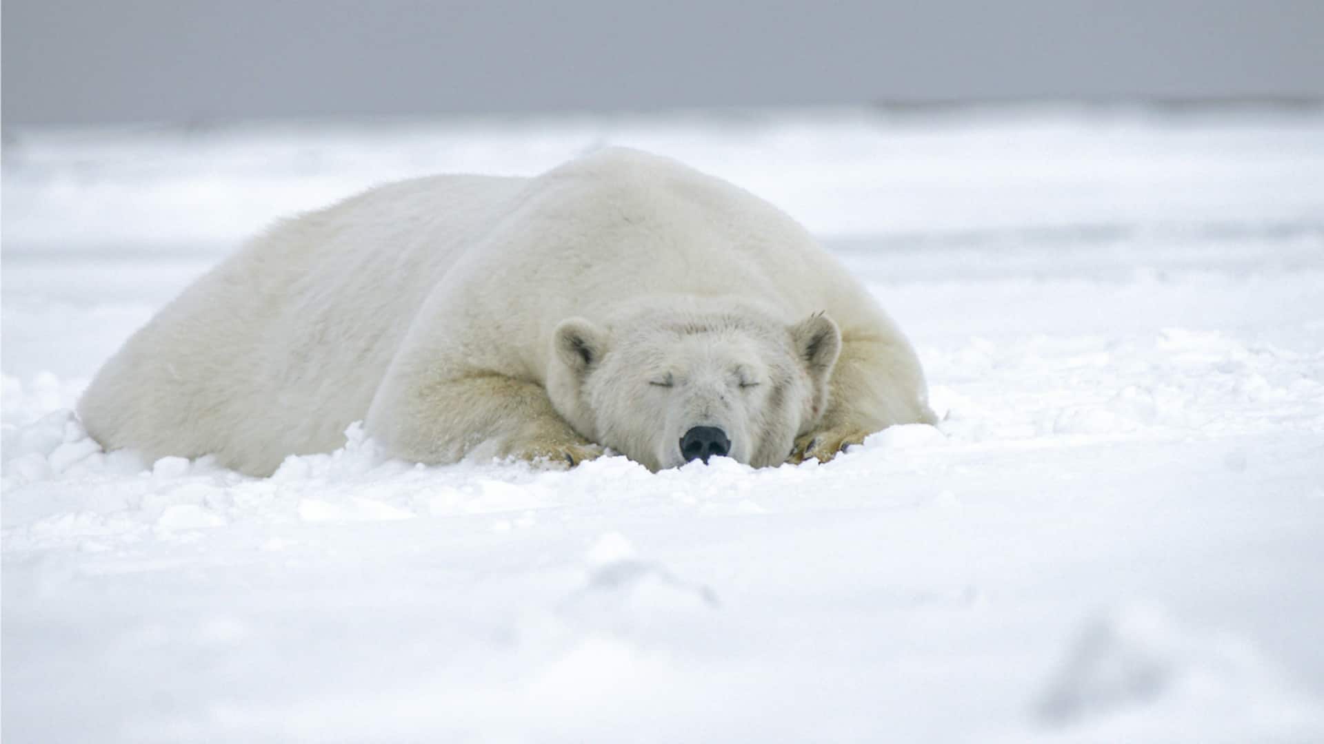 Boat operator fined for waking polar bear with foghorn