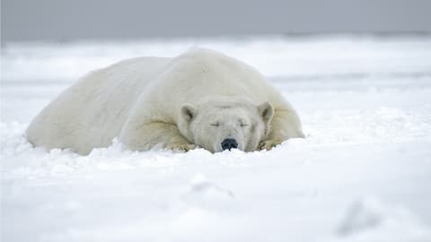 Boat operator fined for waking polar bear with foghorn