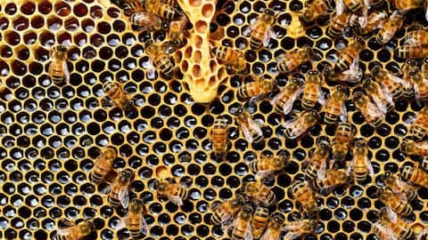 Beginner's guide to urban beekeeping