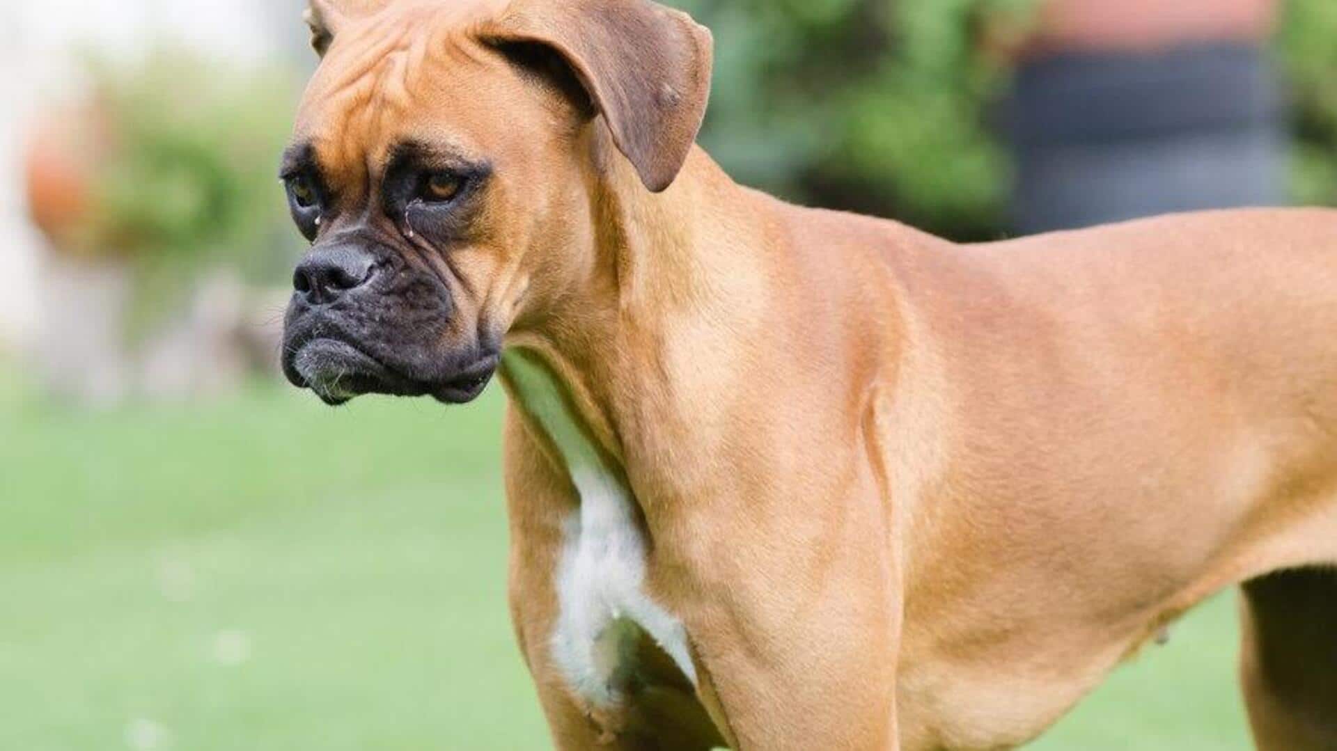 Boxer paw pad care guide: Take note of these tips