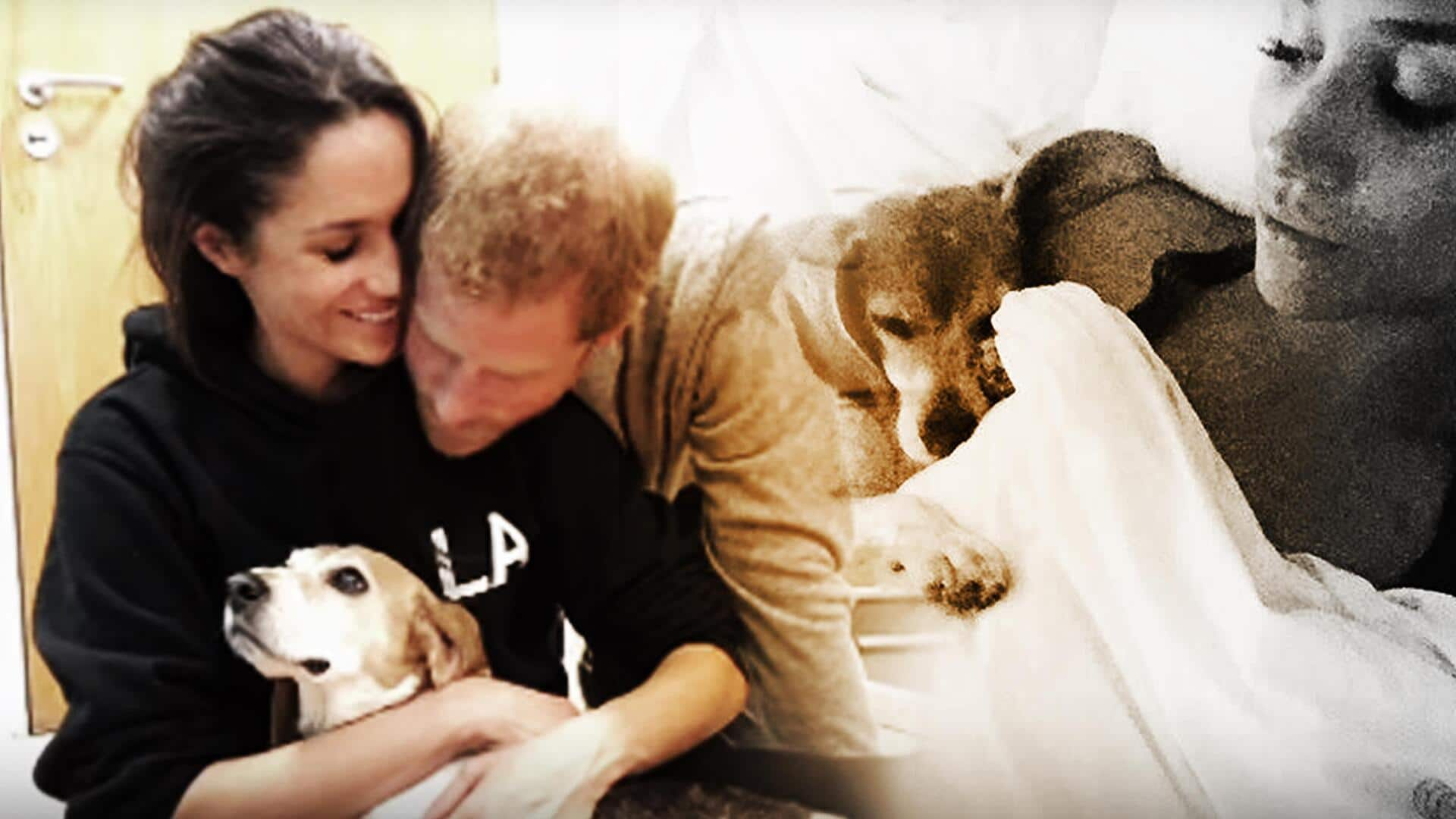 Meghan Markle 'devastated' after beloved rescue dog's death