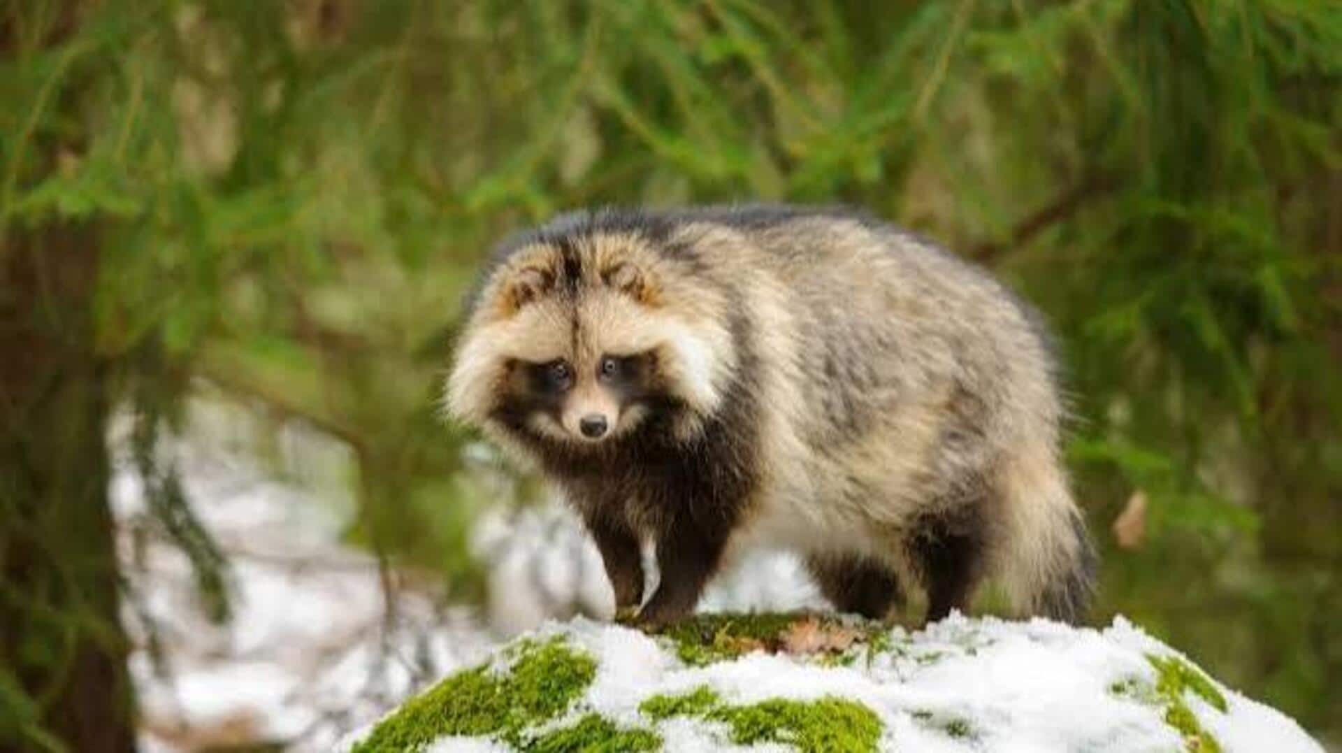 Wildlife lovers, you must explore these spots in Tokyo 