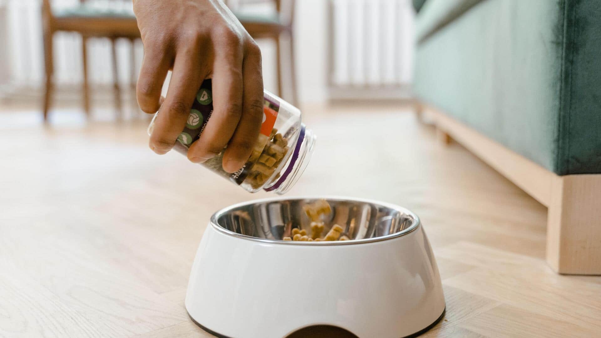 Keep your dog's food fresh with these tips