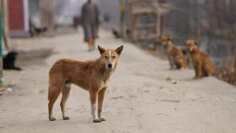 Steps to ensure stray animals thrive this winter