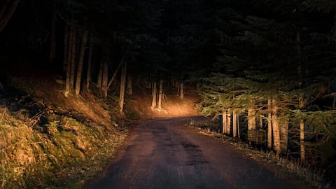 Delhi woman hides overnight in forest, narrowly escapes rape attempt