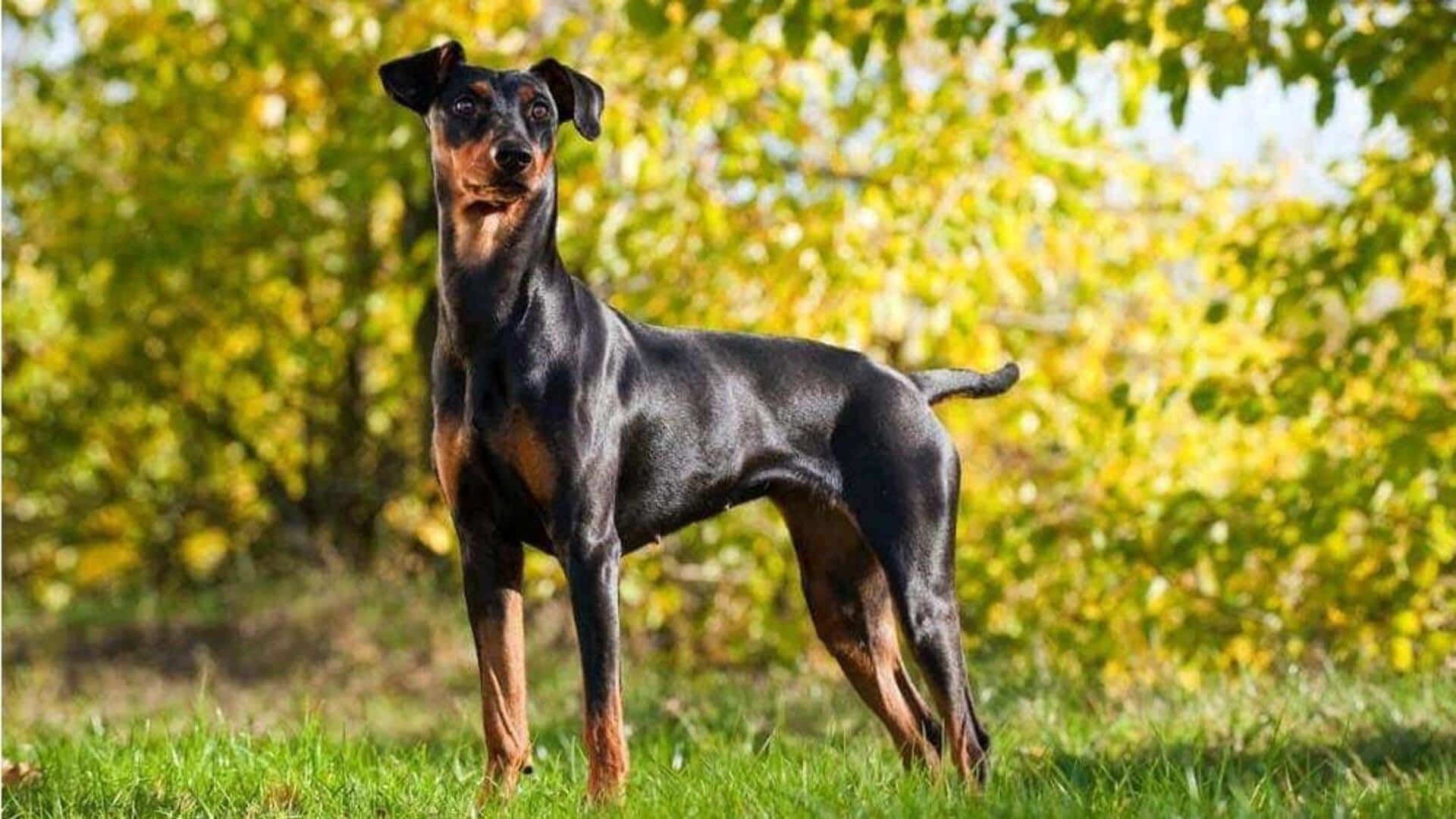 German Pinscher care tips: Food, training, grooming, and socialization