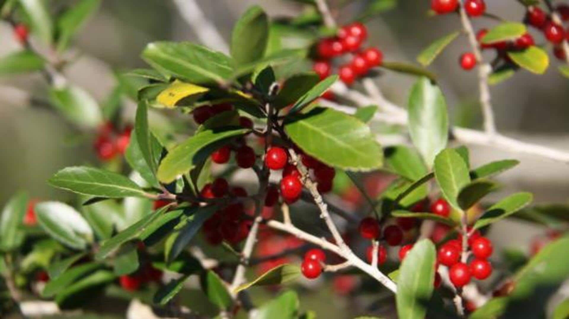 Yaupon berry: A superfood you may not know about