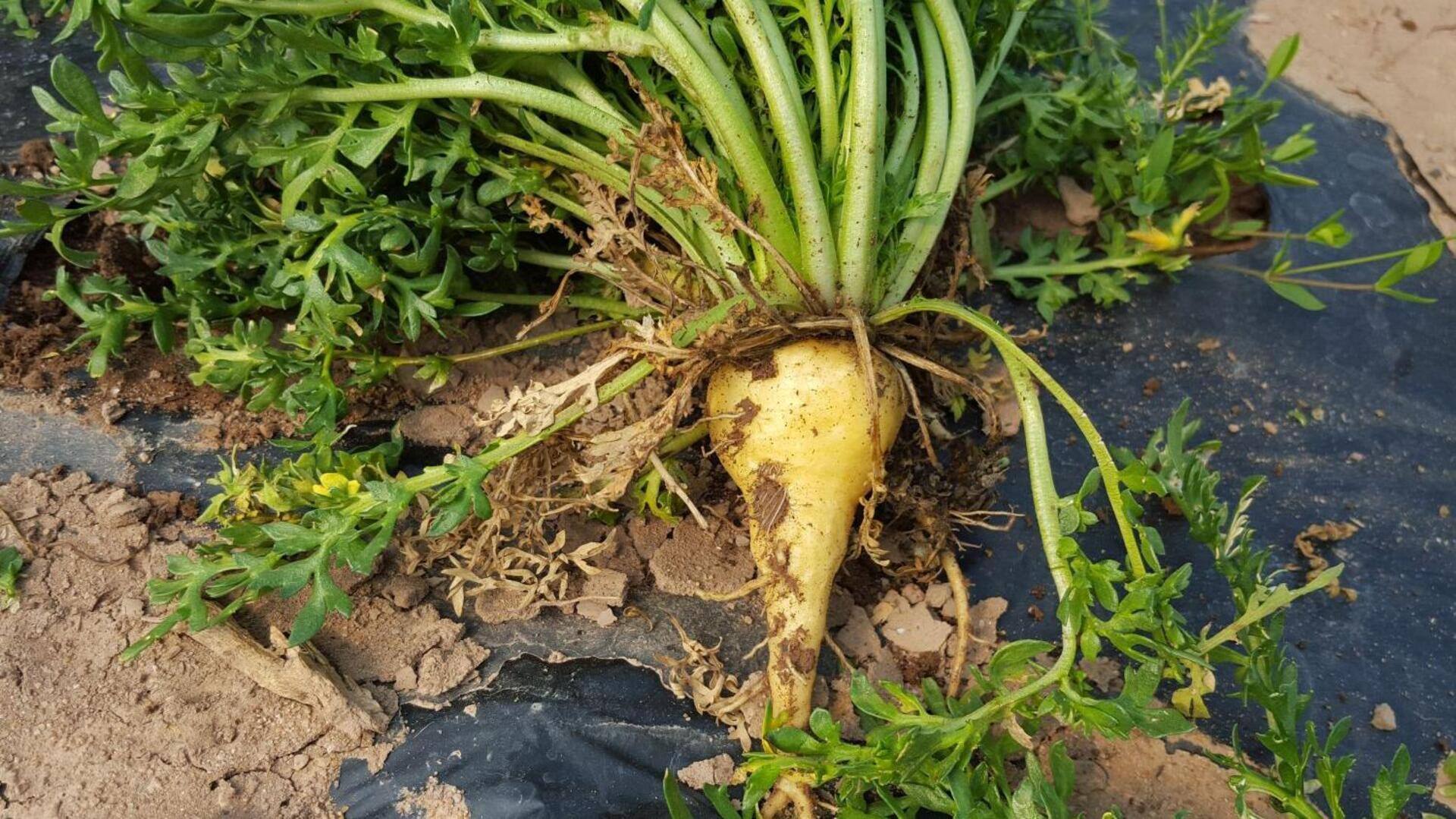 Why you must add maca roots to your daily diet