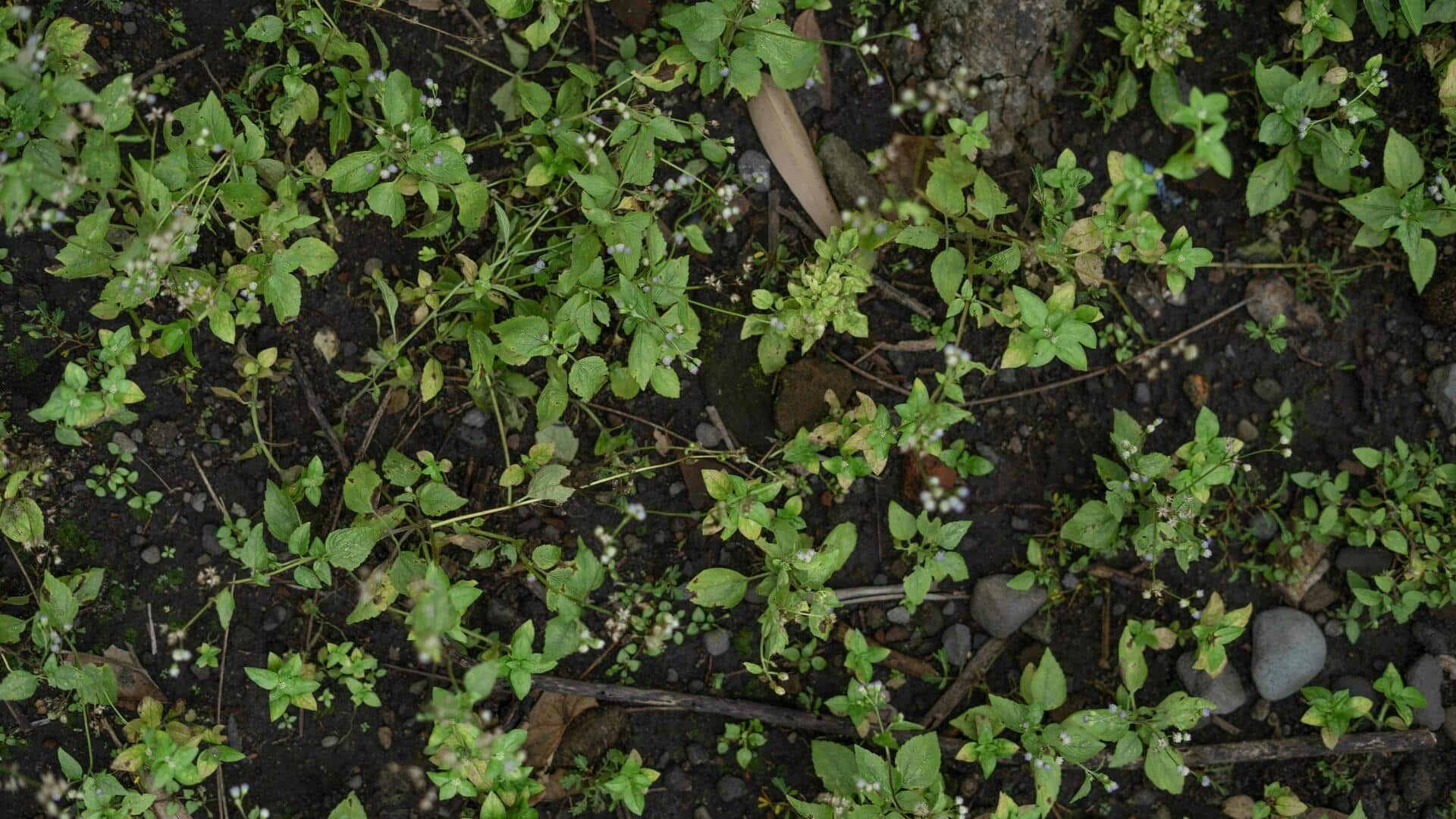 Easy steps to grow purslane indoors for a year-round harvest