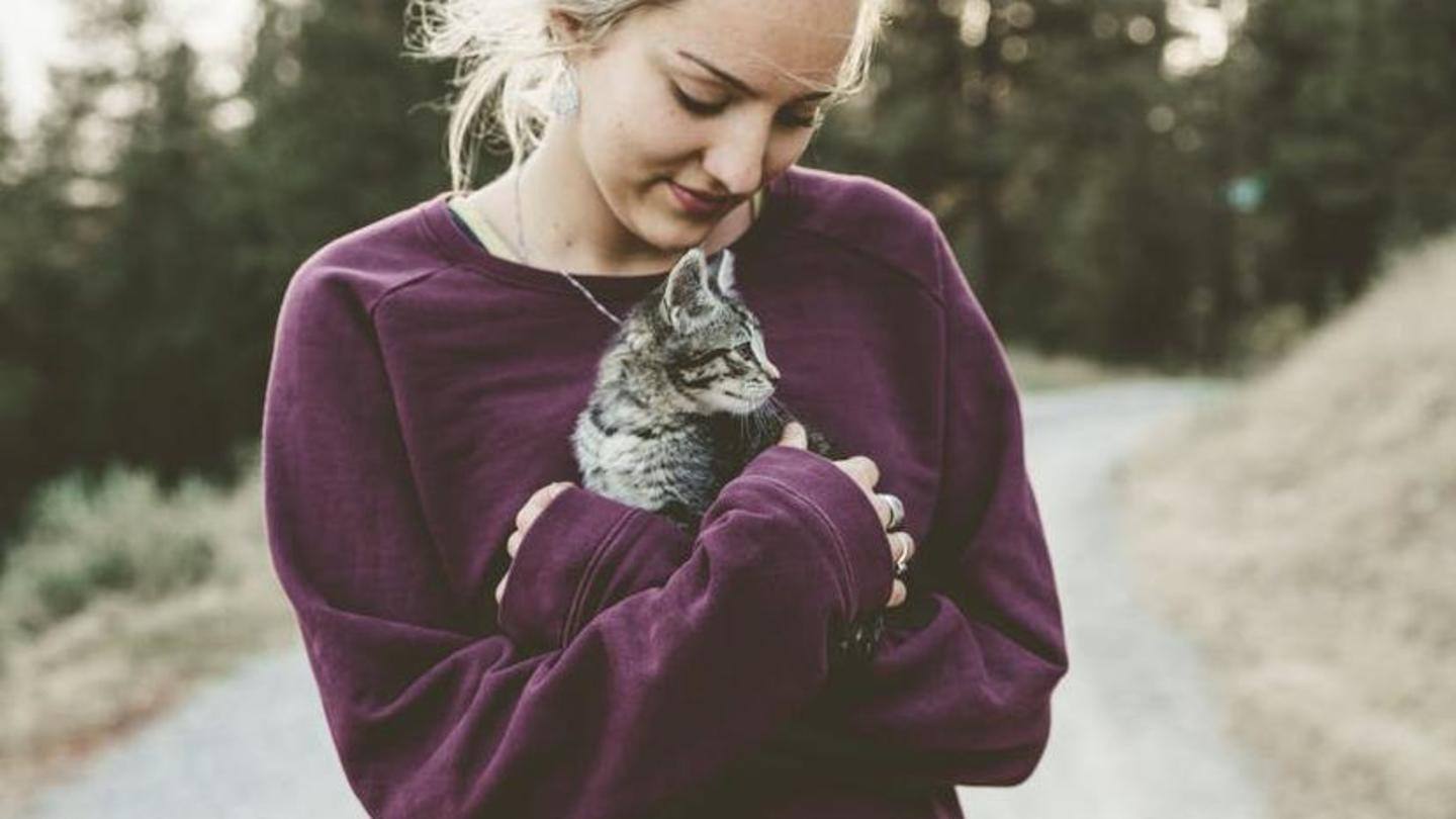 Start training your cat and don't give up easily Start training your cat and don't give up easily