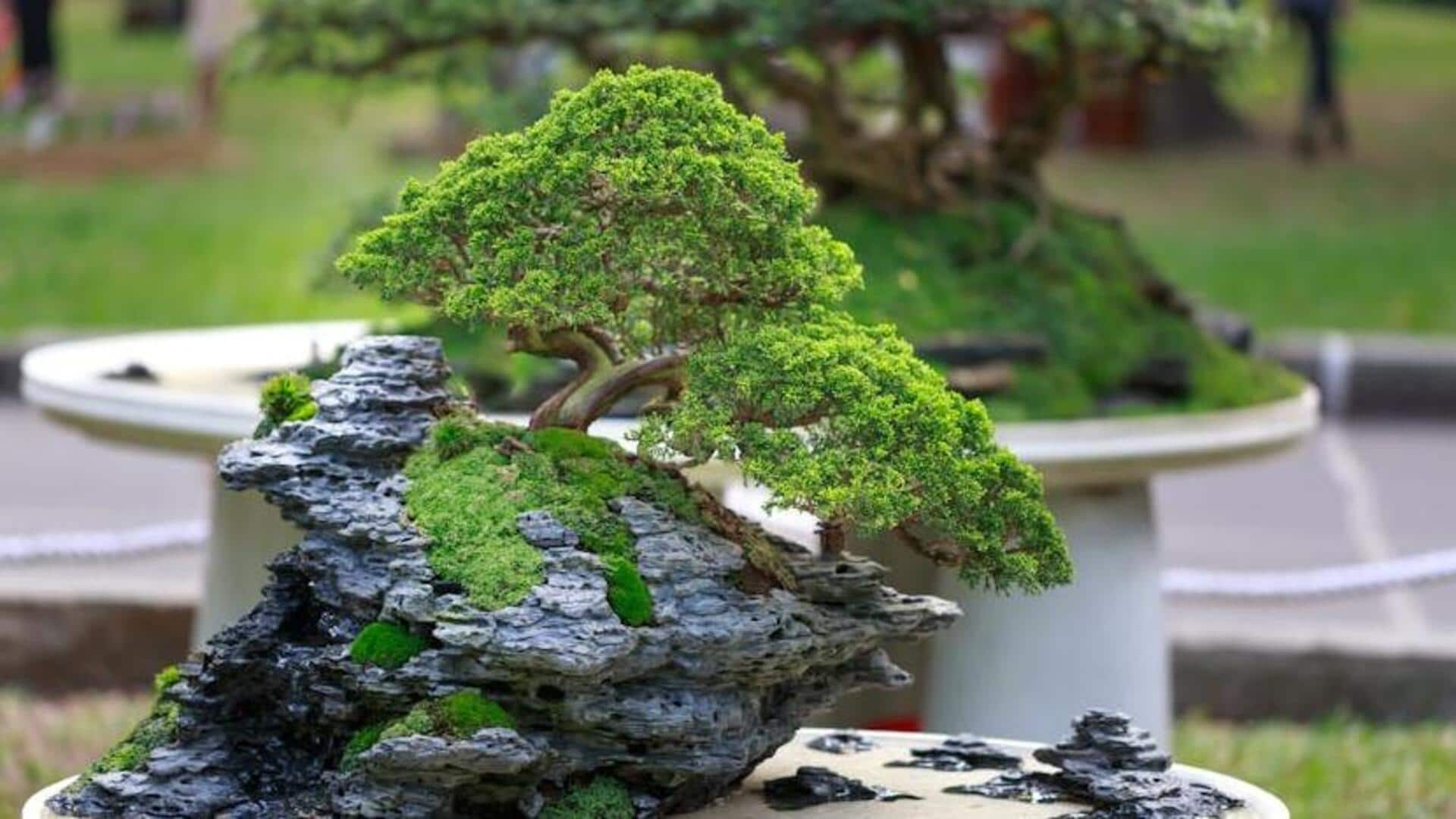 Crafters of serenity: Master bonsai artists