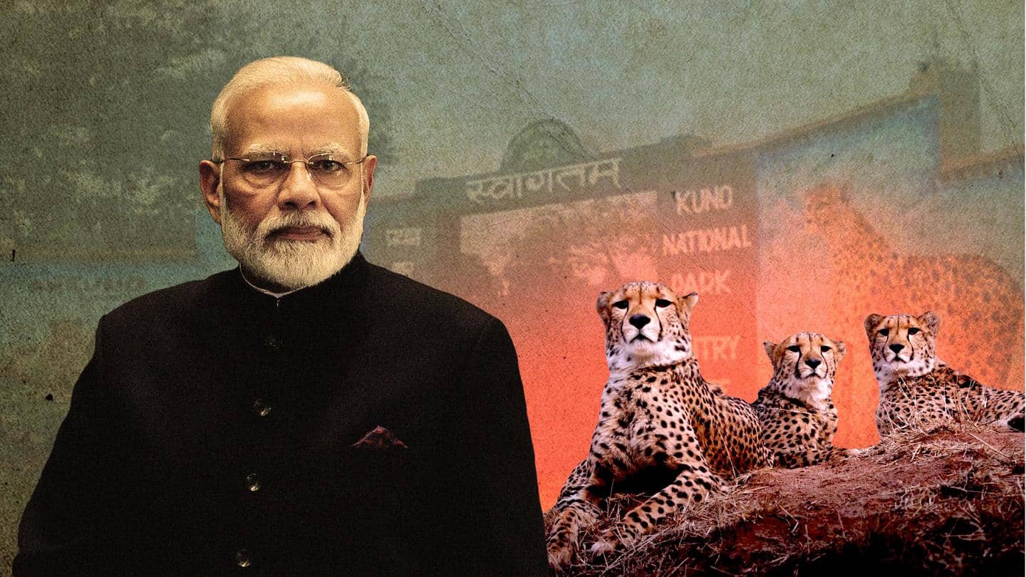 Congress against BJP: The politics surrounding India's cheetah resettlement project