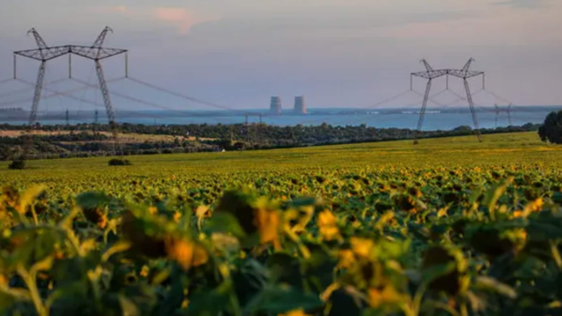 Sunflower splendor and folk tunes in Zaporizhzhia, Ukraine