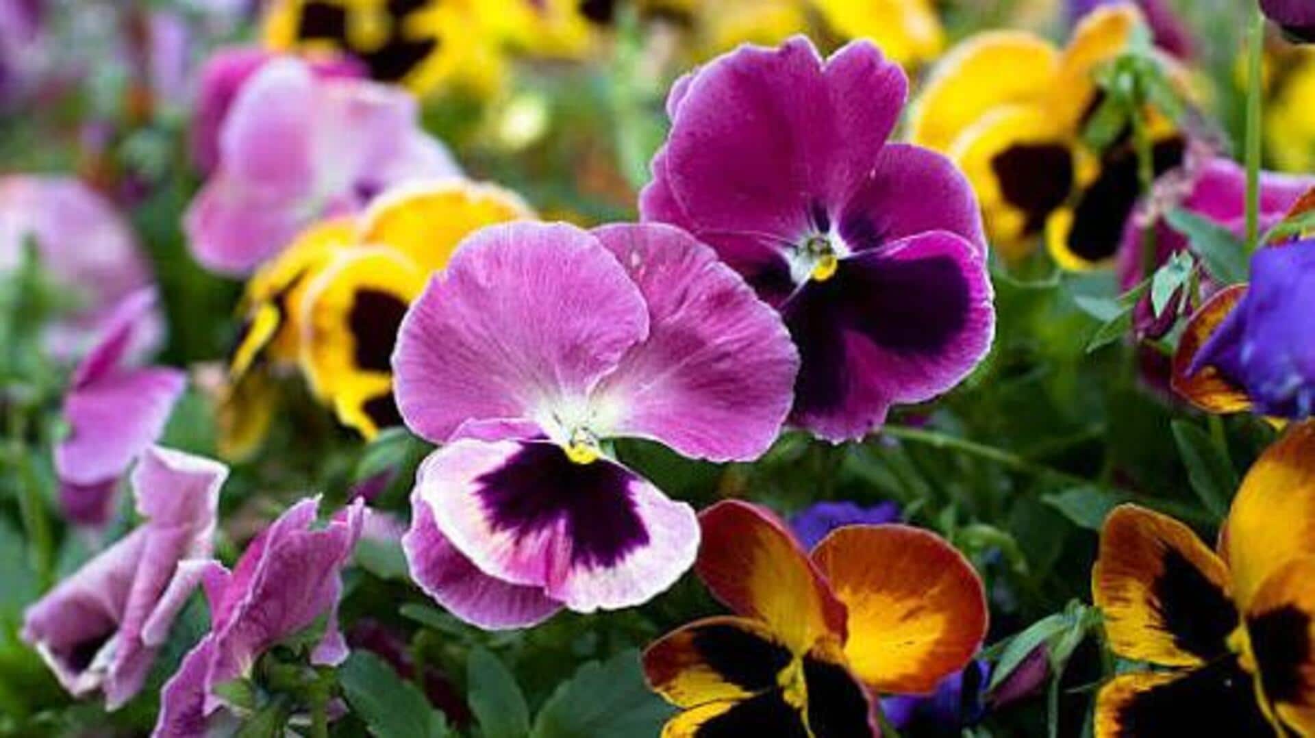 How to grow pansies in your garden 