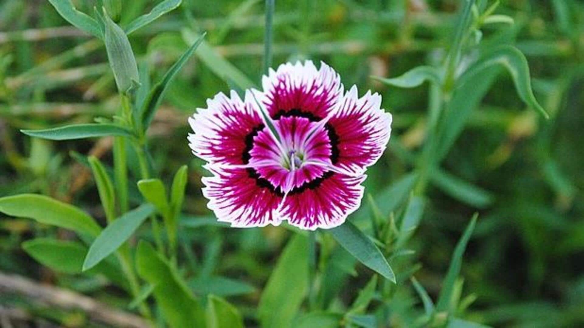 Easy tips for growing dianthus in your garden