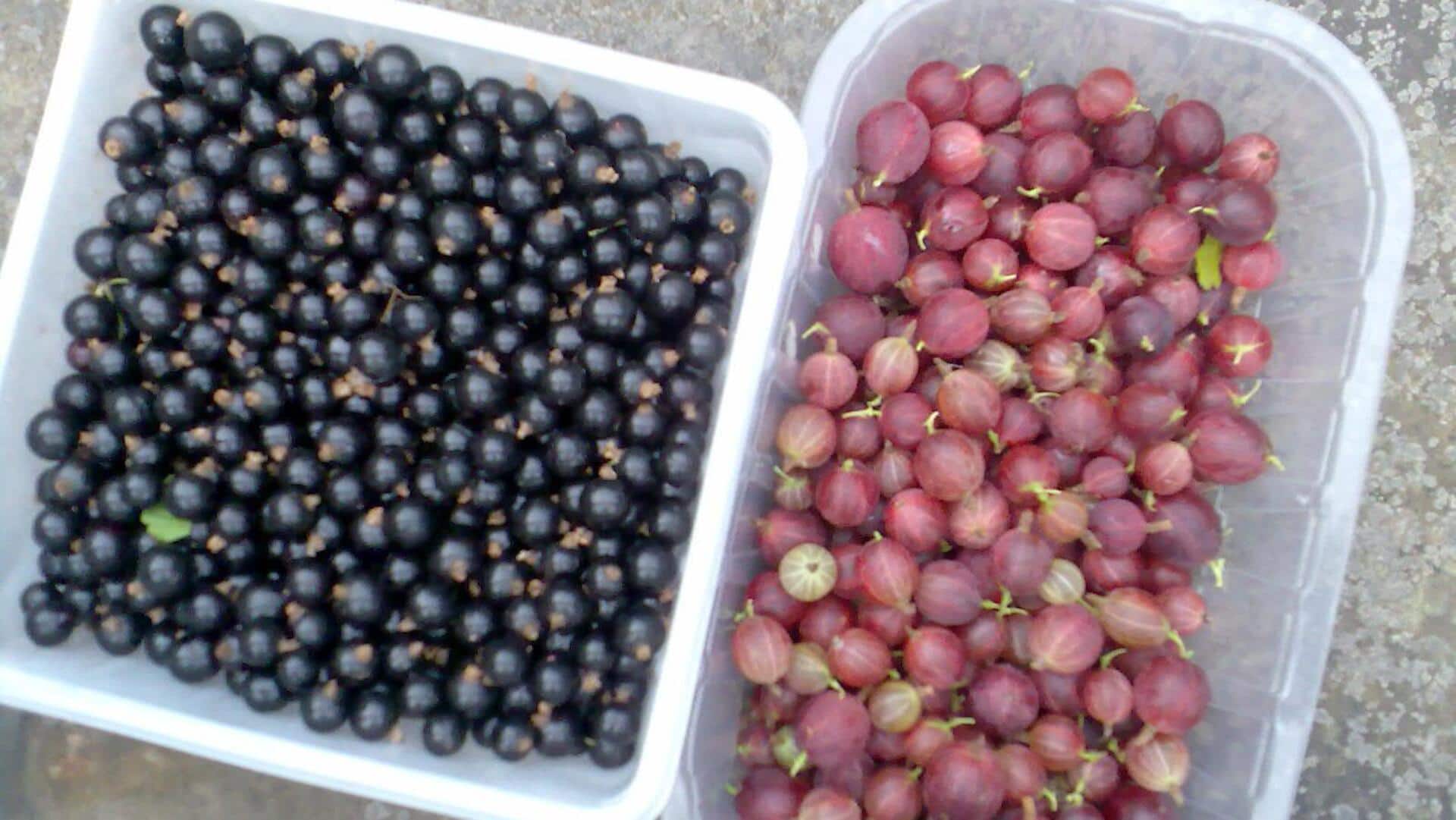 Do blackcurrants have more vitamin C than gooseberries?