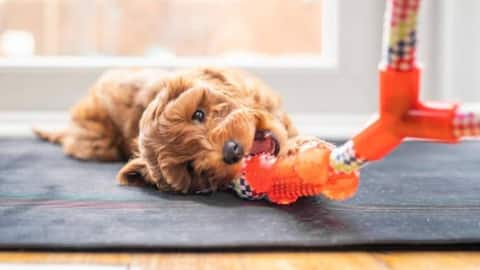 5 DIY pet toys you can make at home