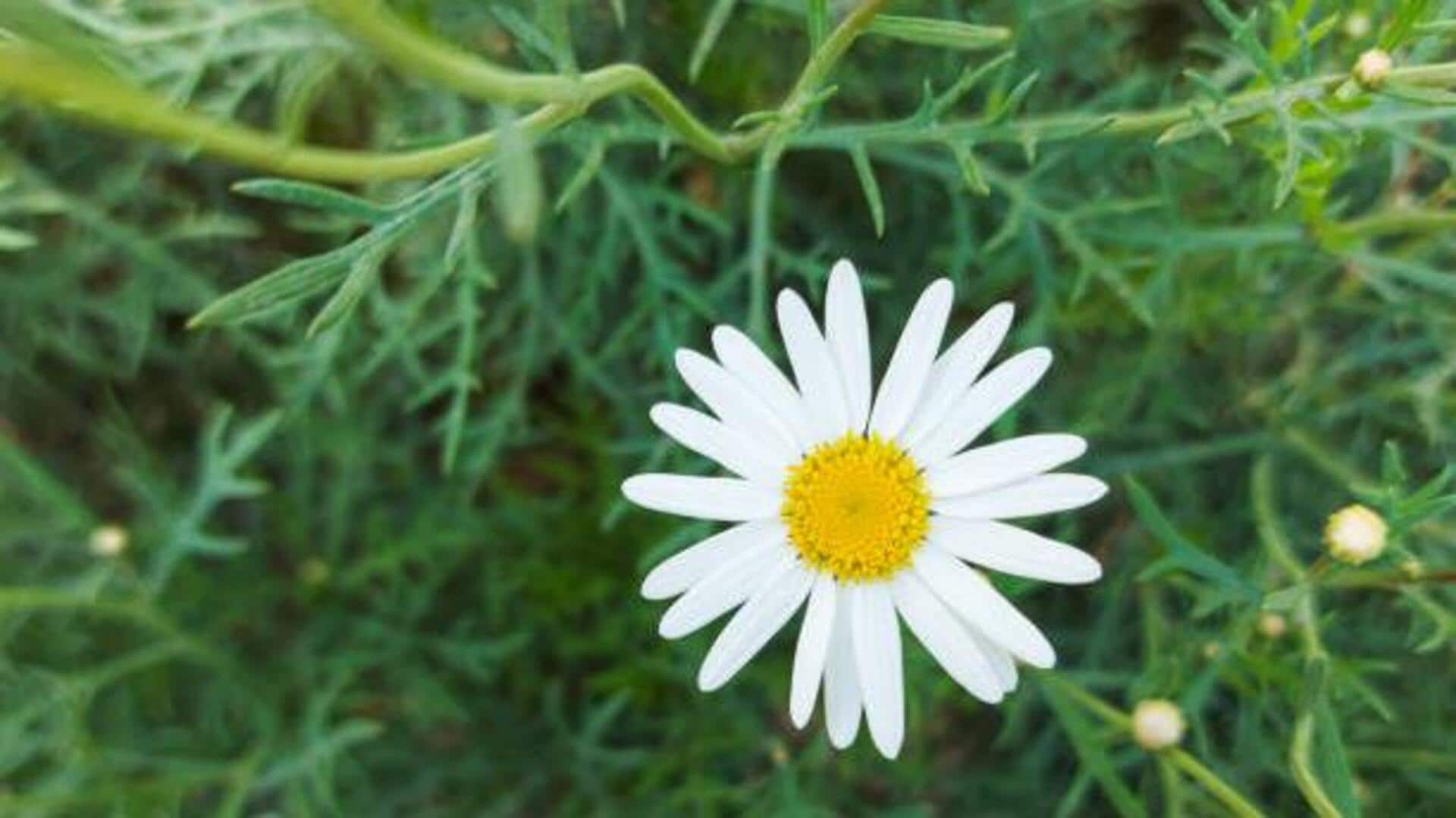 Egyptian chamomile: A versatile herb worth exploring