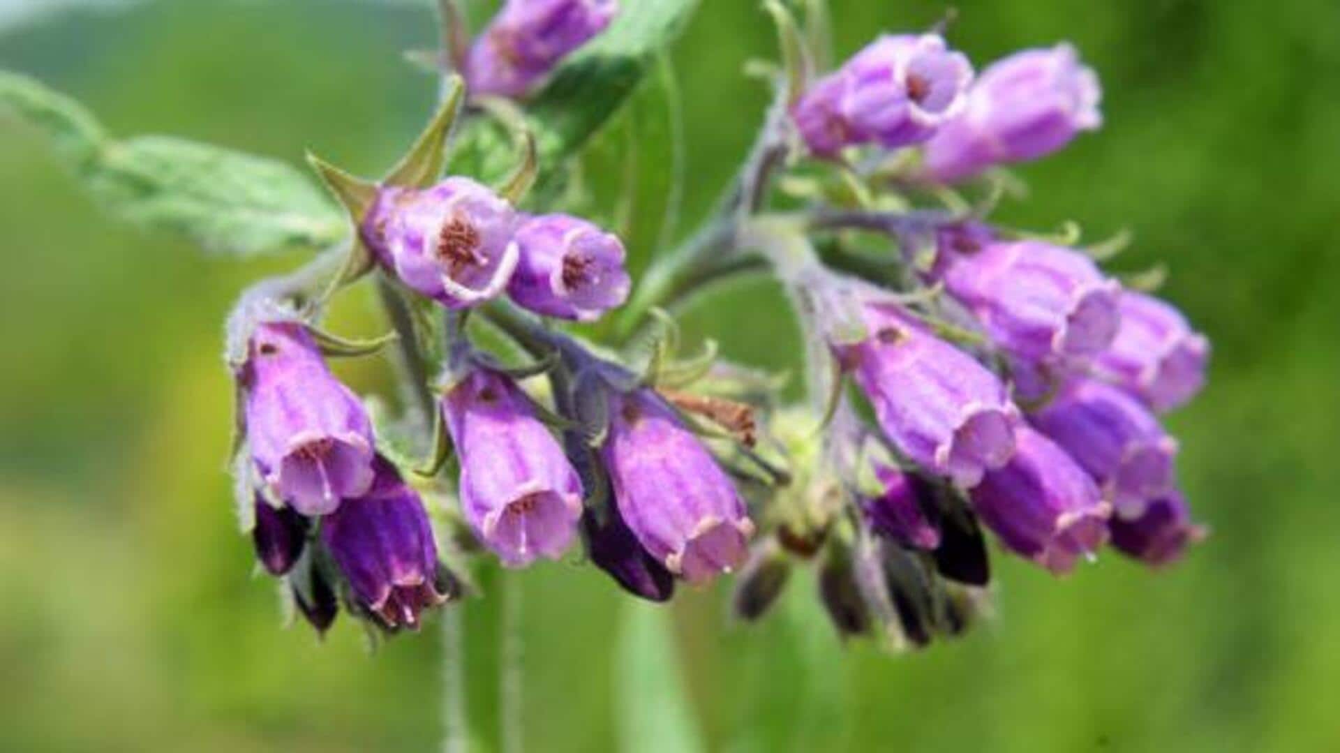 From skincare to gardening: 5 uses of comfrey plant