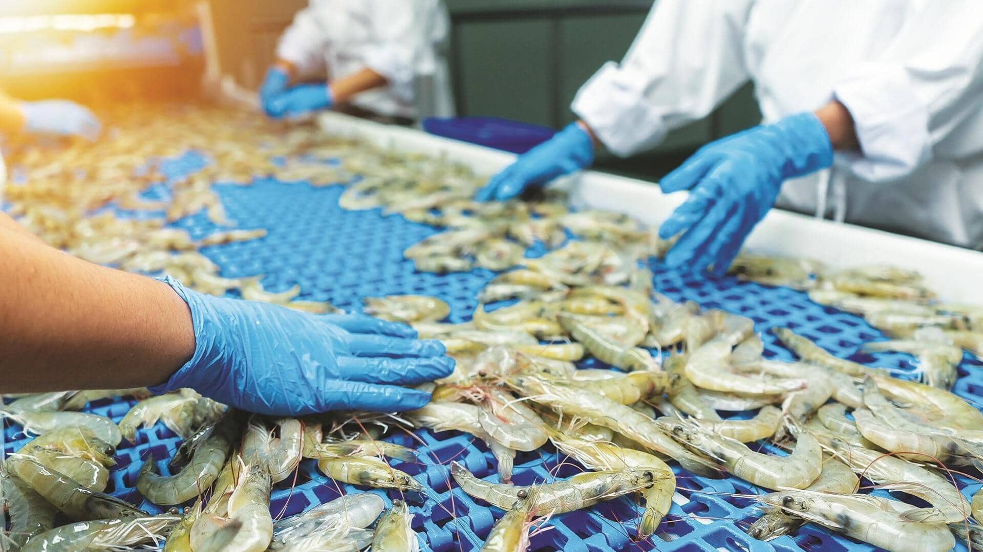 How Trump's tariffs are threatening India's seafood industry