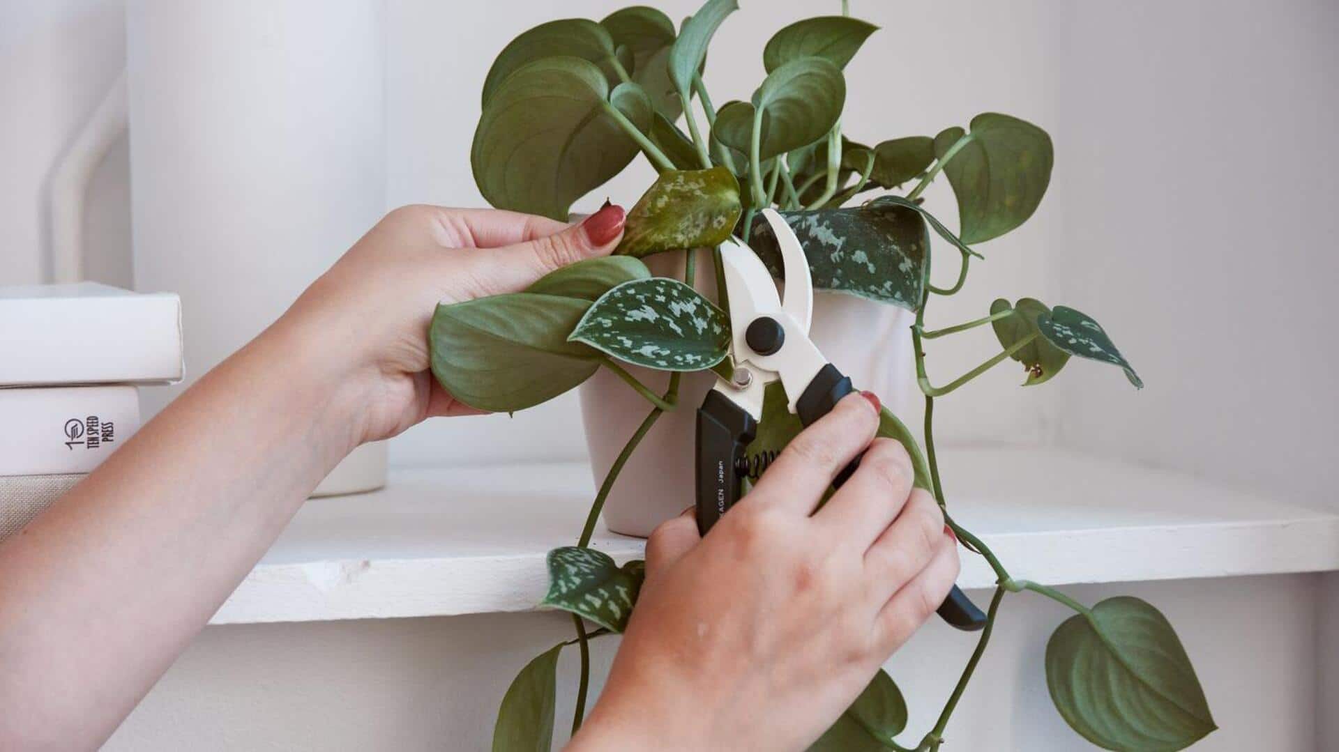 How to prune indoor climbing plants