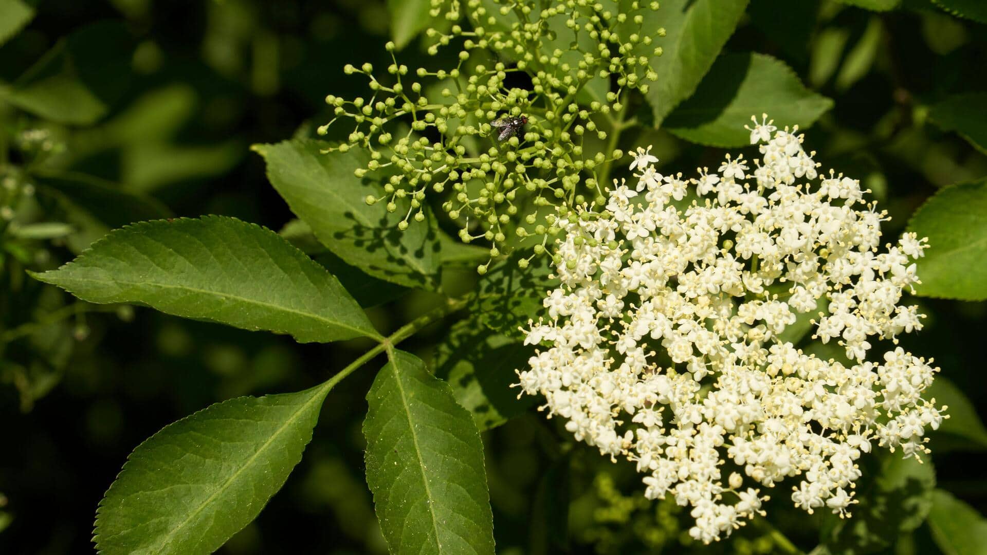 5 amazing benefits of eating elderflower daily