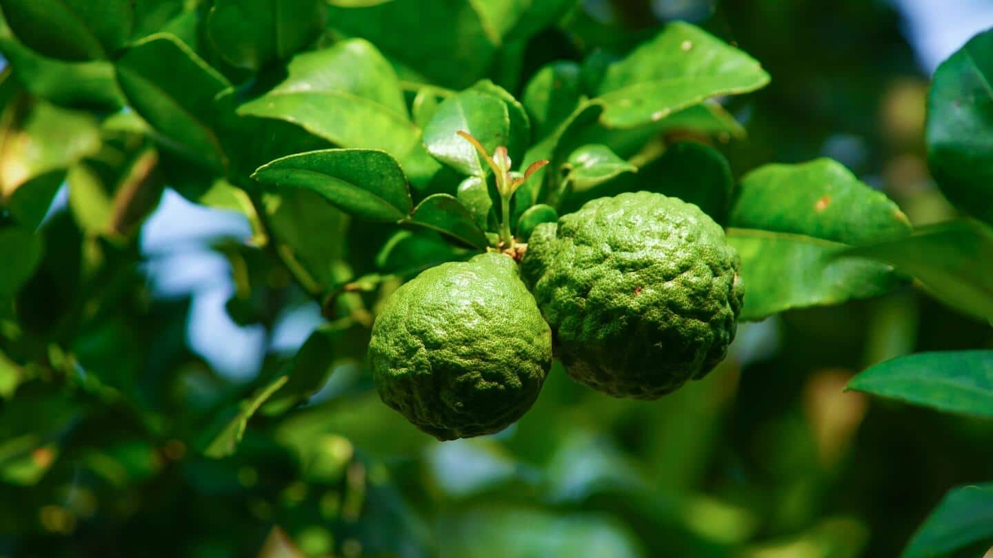 5 health benefits of kaffir lime, an aromatic tropical fruit 