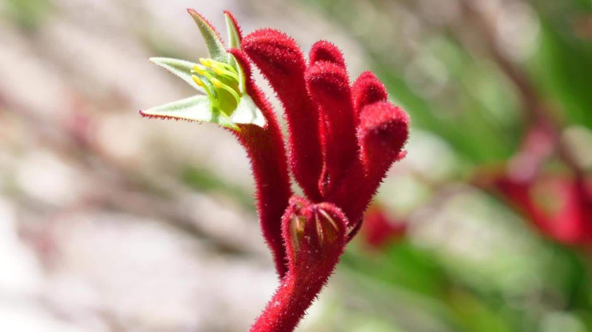 Caring for kangaroo paws: 5 unique flora tips